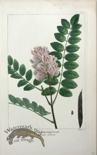 (image for) 08 Rose flowering Locust