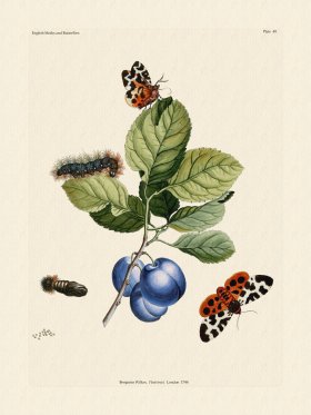 Wilkes Butterflies 049