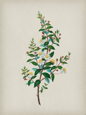 Andean Botanicals 023