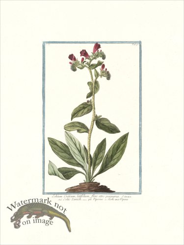 (image for) Bonelli 195 Cretan vipers