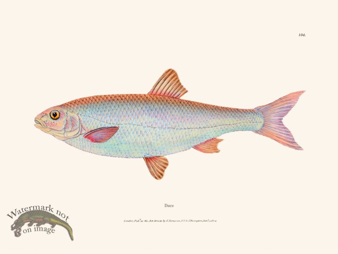 (image for) 104 Dace