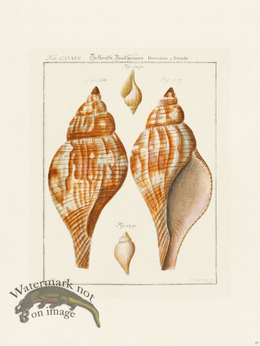 (image for) Martini Shells 057