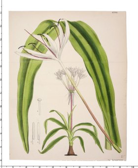 Curtis Botanical 060