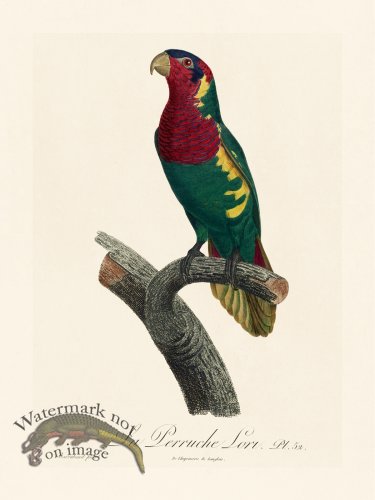 (image for) Barraband Parrot 052