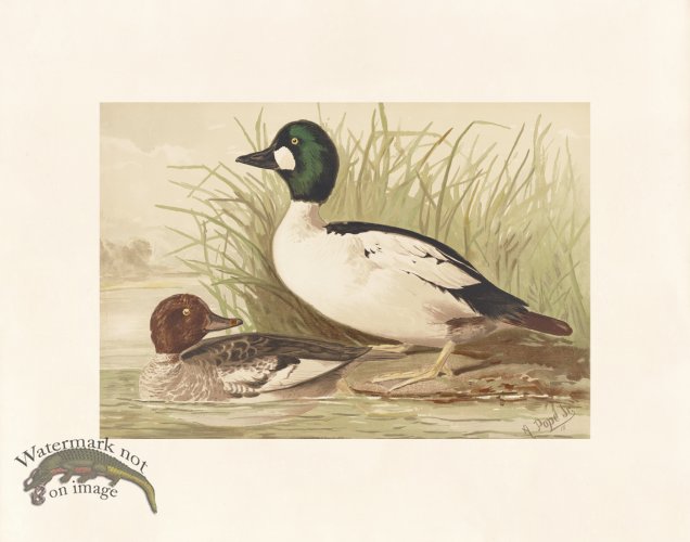 (image for) Pope 16 Golden Eye Duck