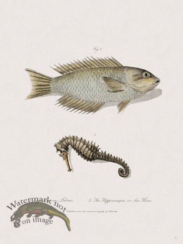 (image for) 50 New Holland Caffowary