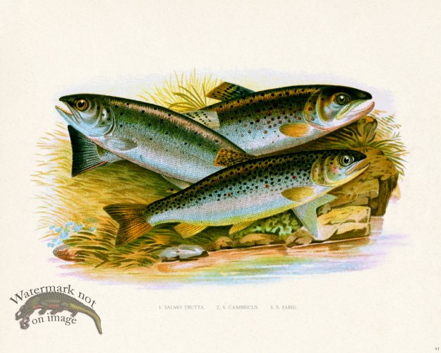 (image for) British FW 43