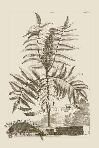 (image for) Abraham Munting 018