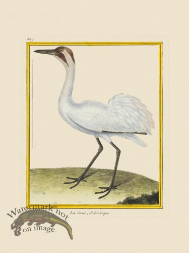 (image for) Martinet Bird 889