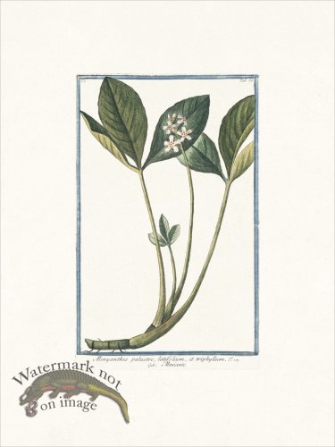 (image for) Bonelli 088 Meniante