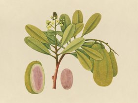 Far East Fruit and Flowers 01