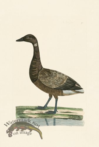 (image for) Pennant Zoology 058