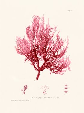 Bradbury Seaweed 109