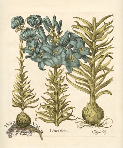 Besler Botanical 088 BG