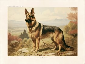 CFA Dog German Shepherd