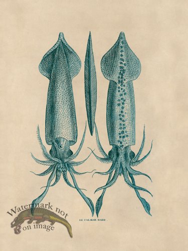 (image for) Octopus Teal 39