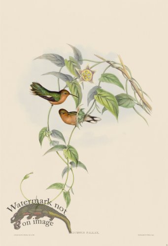 (image for) Gould Hummingbird 056