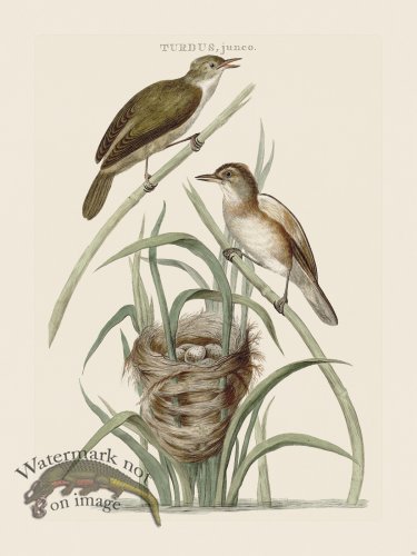 (image for) Nozeman Bird 176