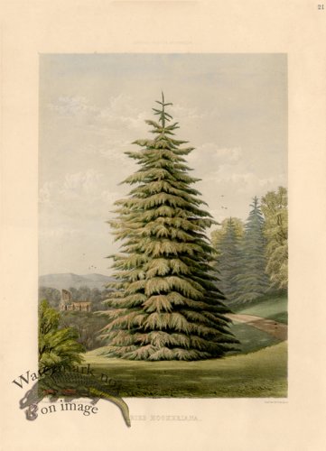 (image for) Pine Tree