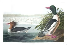 Goosander