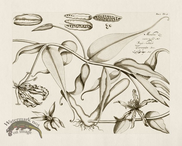 (image for) HORTUS VOl 07 57