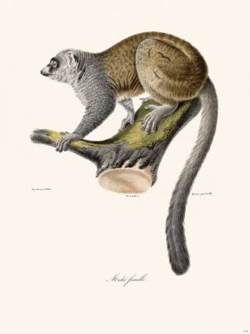 Cuvier 410 Female Maki