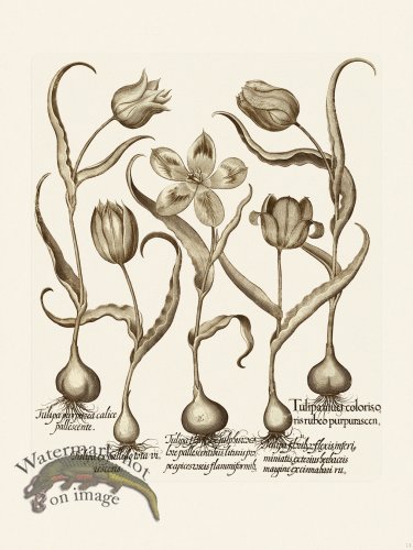 (image for) Besler 073 B1