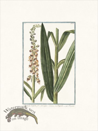 (image for) Bonelli 186 Foxglove