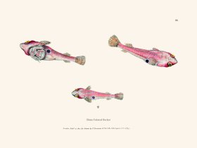 086 Bima Culated Sucker