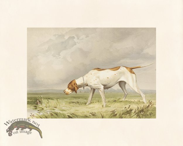 (image for) Pope Dog 18 Pointer