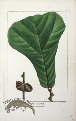 (image for) 02 Black Jack Oak