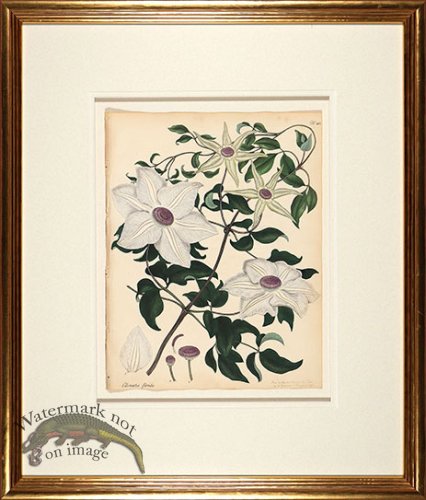 (image for) Andrews Botanicals in Gold Frame 03