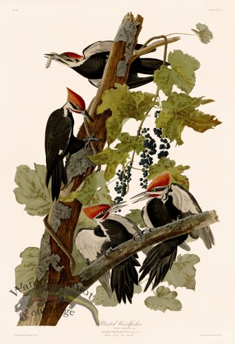 (image for) 111 Pileated Woodpecker