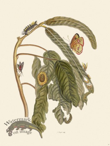 (image for) Merian Metamorphosis 58