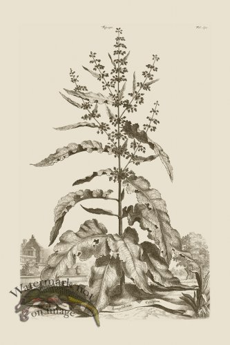 (image for) Abraham Munting 190