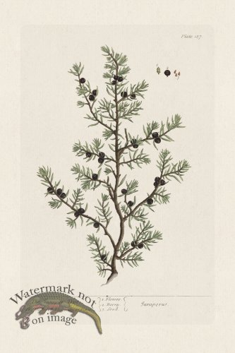 (image for) BEE 187 The Juniper Tree