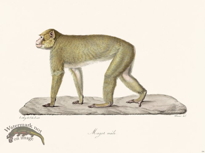 Cuvier 334 Male Magot