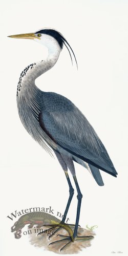 Rudbeck 036 Blue Heron 20x40