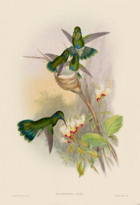 Gould Hummingbird 224