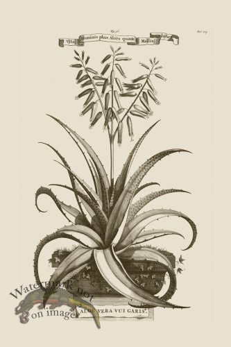 (image for) Abraham Munting 096