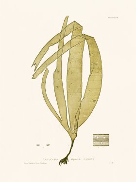 Bradbury Seaweed 147