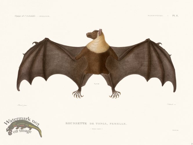 (image for) Bats of the World 02