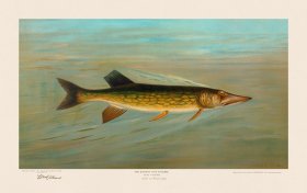 Eastern or Banded Pickerel