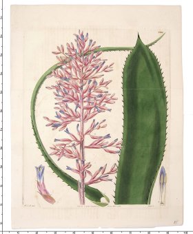 Curtis Botanical 062