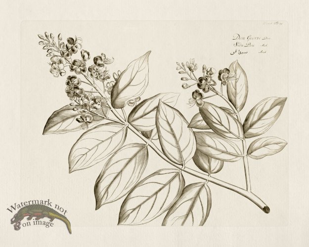 (image for) HORTUS VOl 06 59