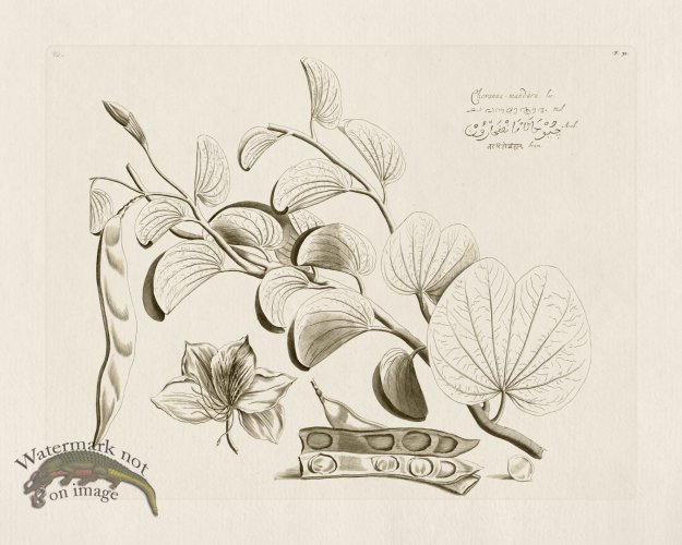 (image for) HORTUS VOL 01 32