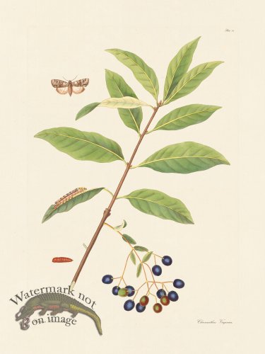 (image for) Abbot Butterfly 098