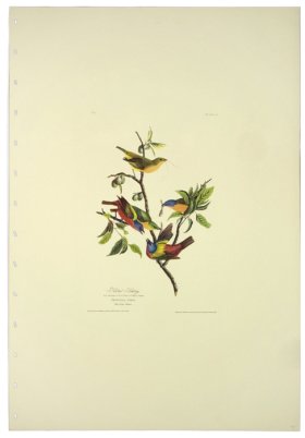 Painted Bunting L.E.