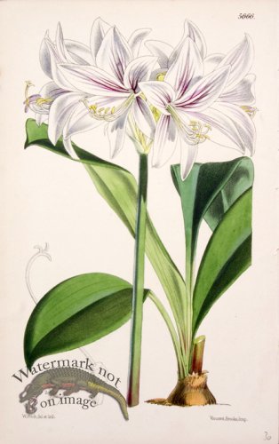 (image for) CBMS_0006