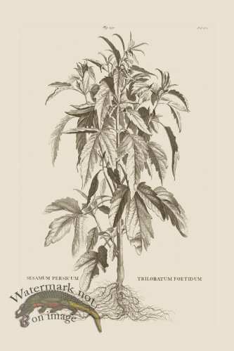 (image for) Abraham Munting 239